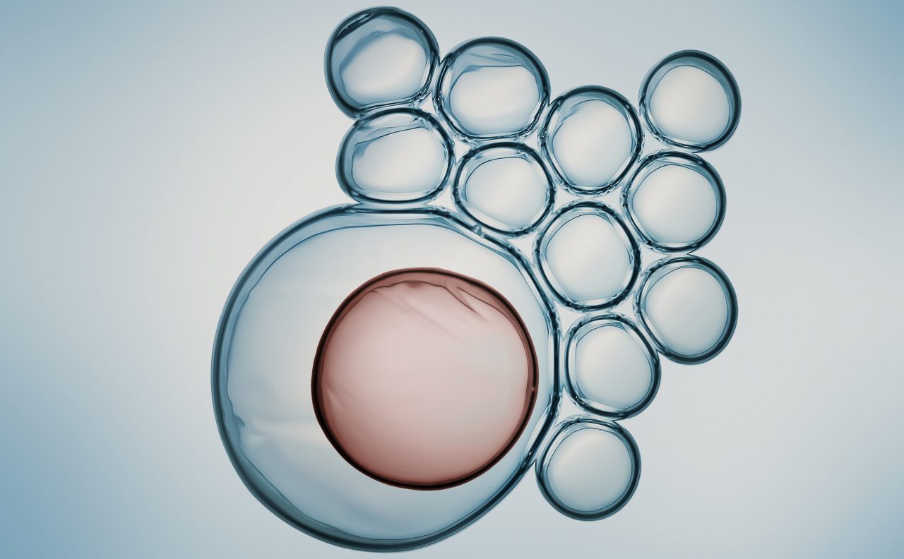 Cells division process